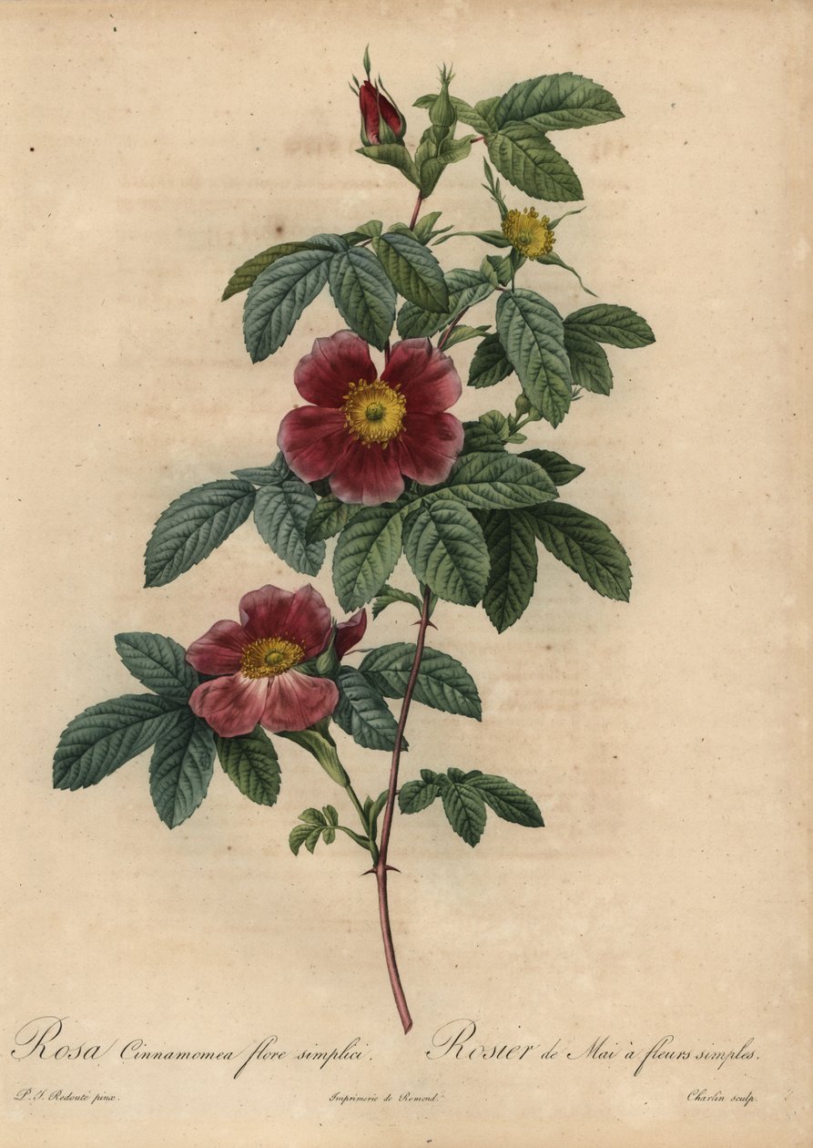 Rose cannelle, Rosa majalis - Pierre Joseph Redouté