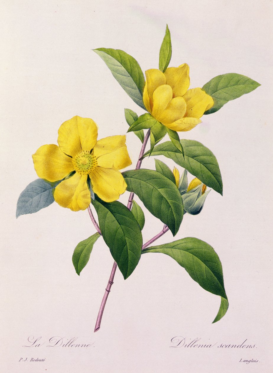 Dillenia Scandens - Pierre Joseph Redouté