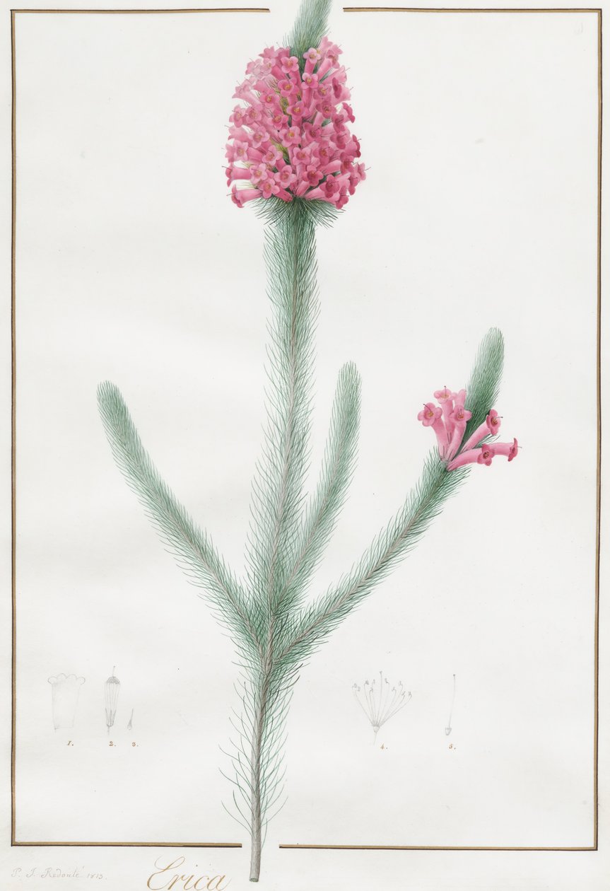 Erica Fulgida - Pierre Joseph Redouté