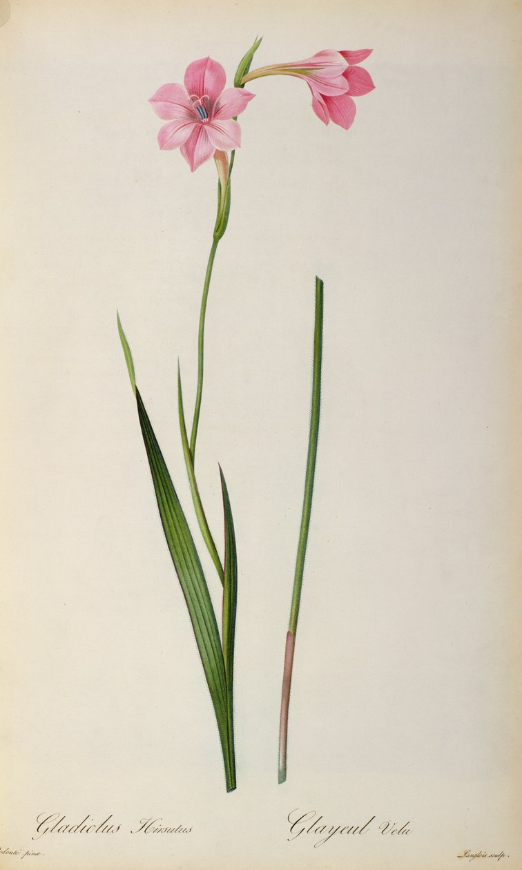 Gladiolus Hirsulus, de 