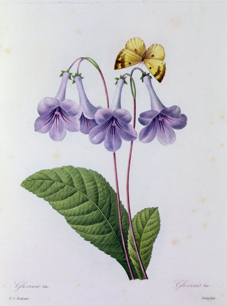 Gloxinia - Pierre Joseph Redouté