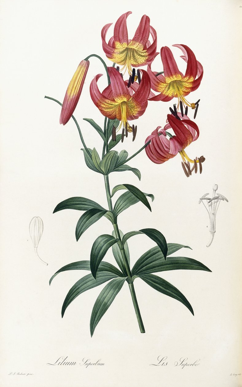 Lilium Superbum, 1805-1816 - Pierre Joseph Redouté