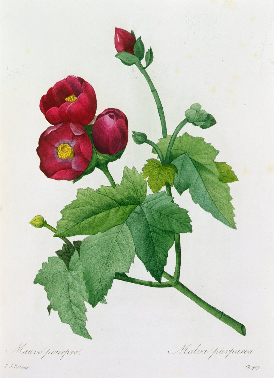 Malva Purpurea - Pierre Joseph Redouté