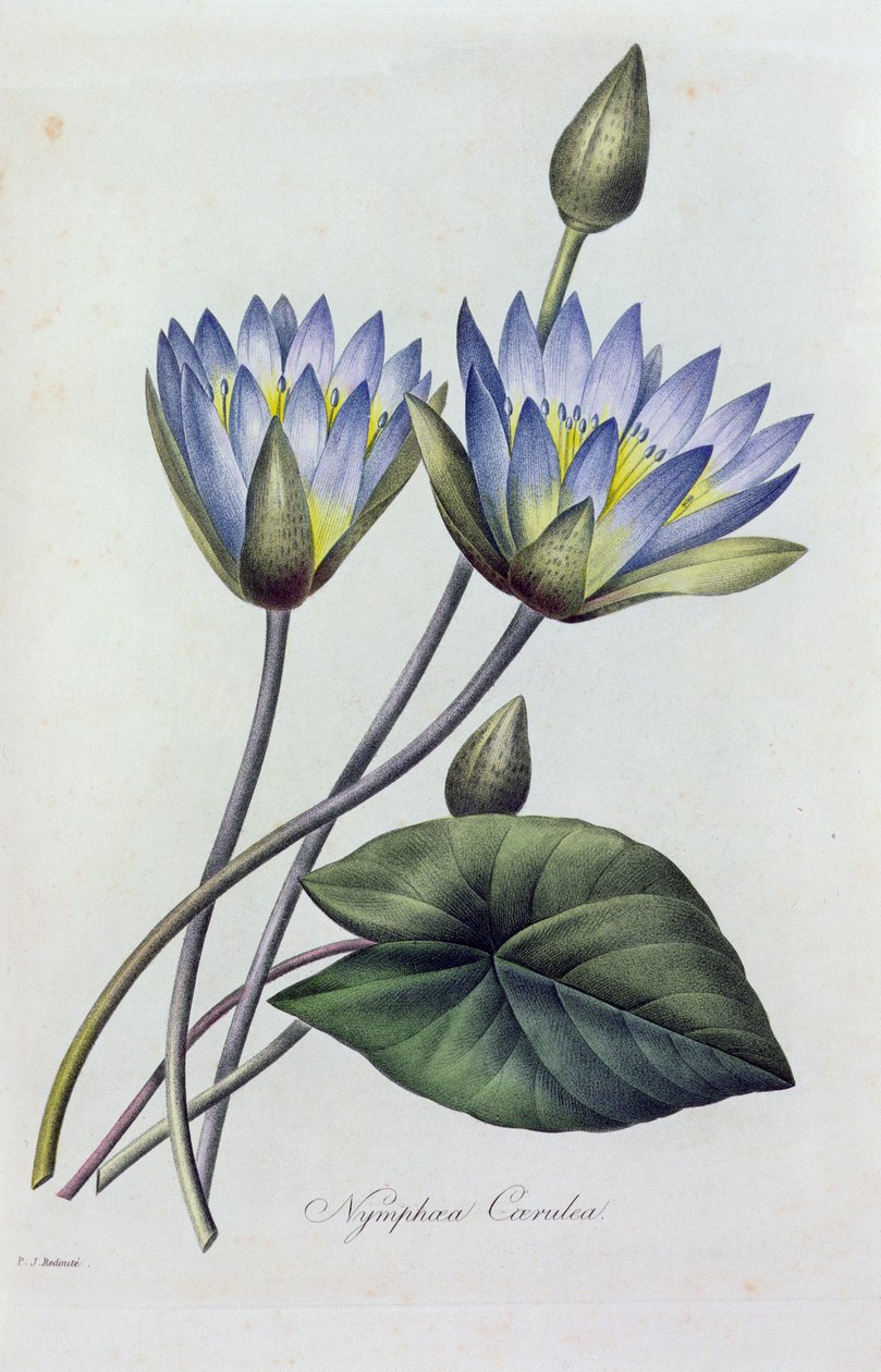 Nymphea Caerulea - Pierre Joseph Redouté