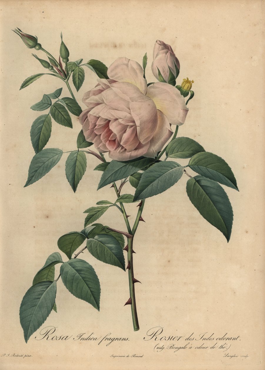 Rose thé parfumée rose pâle, Rosa odorata - Pierre Joseph Redouté