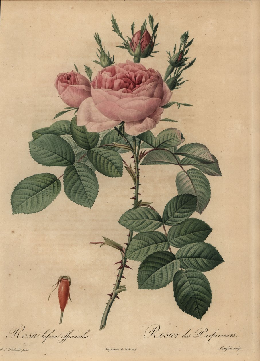 Rose hybride rose, Rosa bifera - Pierre Joseph Redouté
