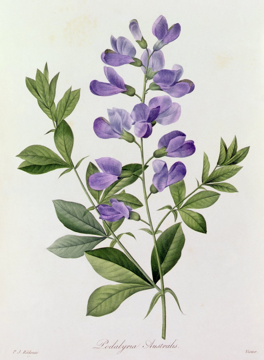 Podalyria Australis - Pierre Joseph Redouté