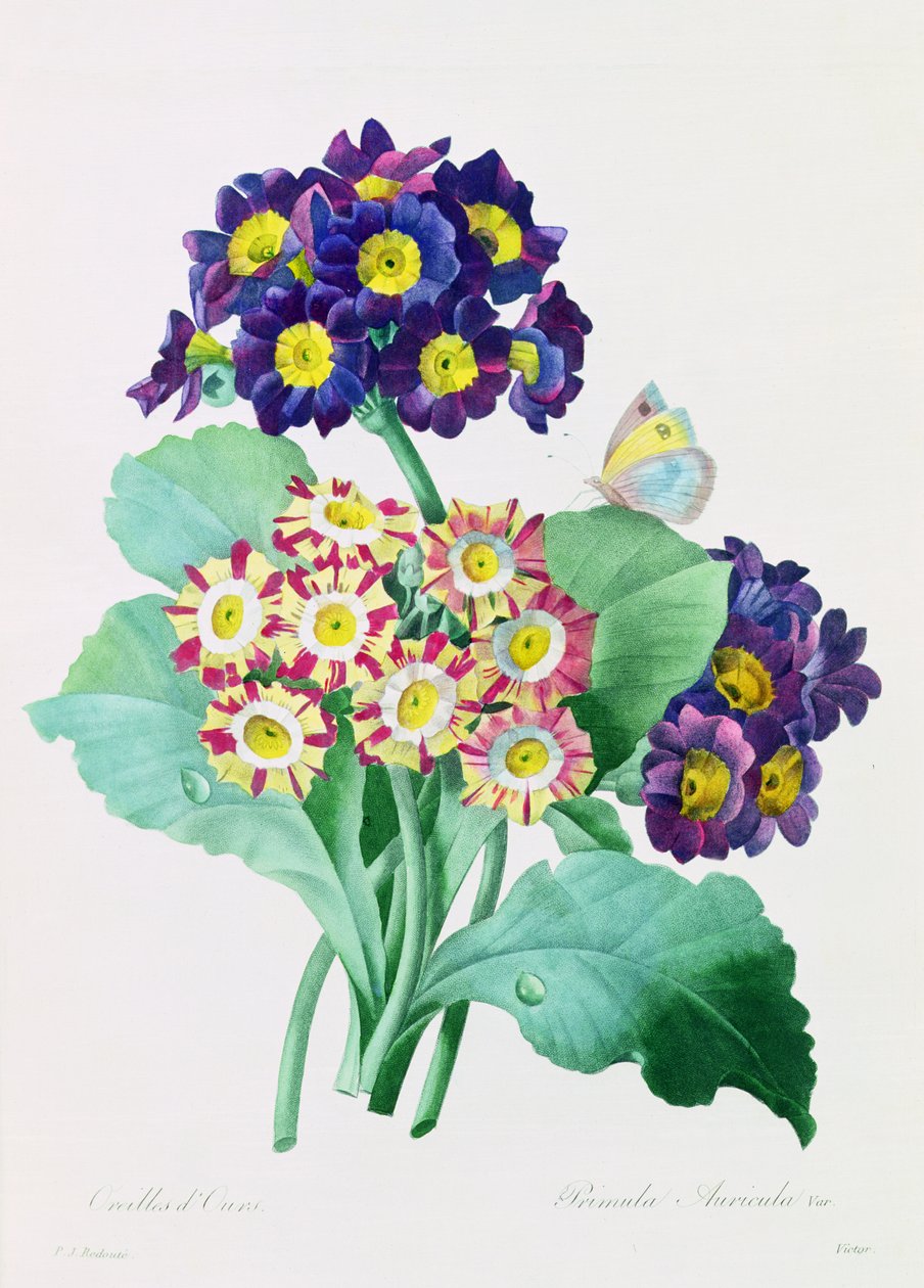 Primula Auricula - Pierre Joseph Redouté