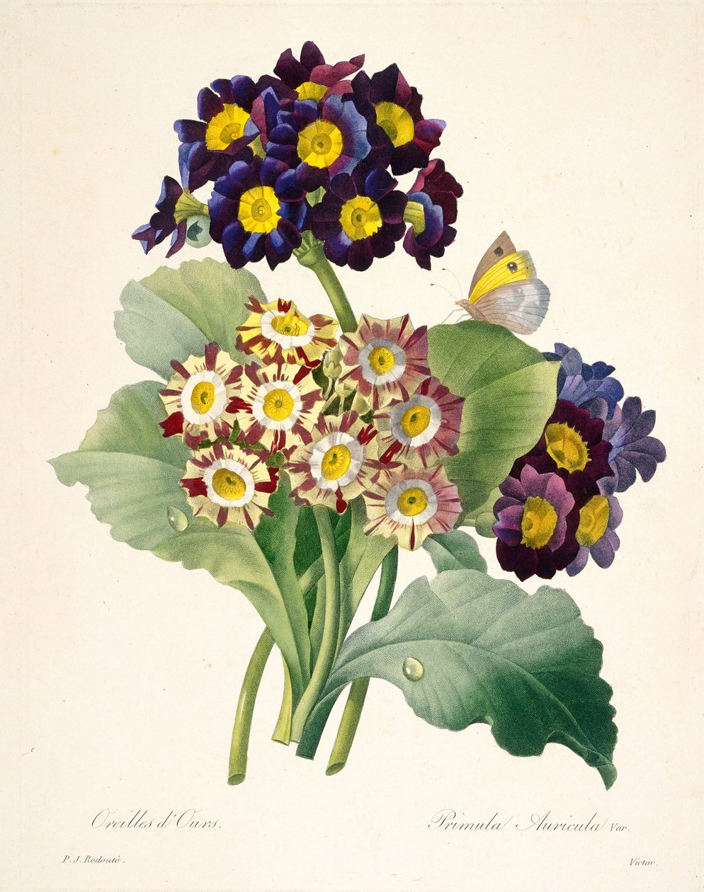 Primevères auricules, 1827 - Pierre Joseph Redouté