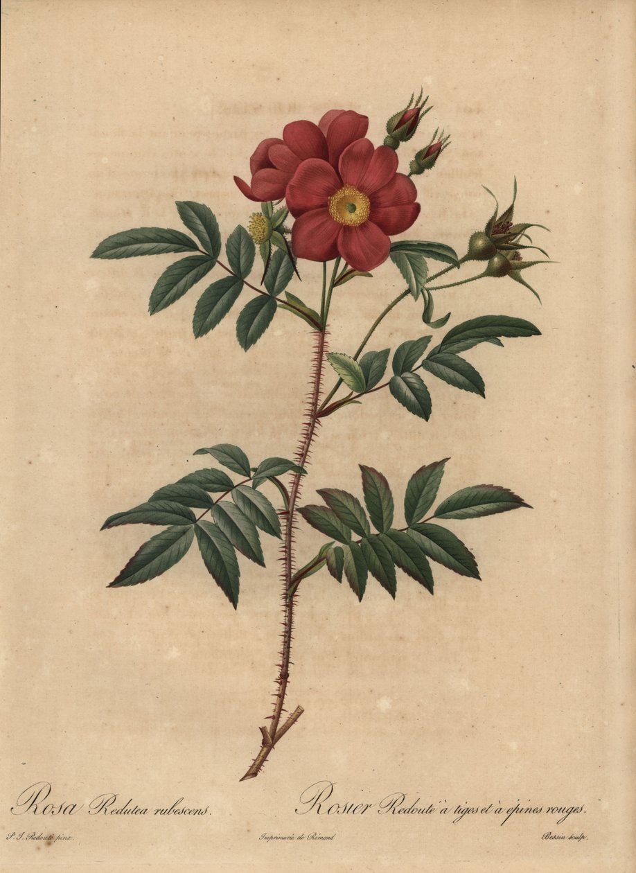 Rose rouge, Rosa - Pierre Joseph Redouté