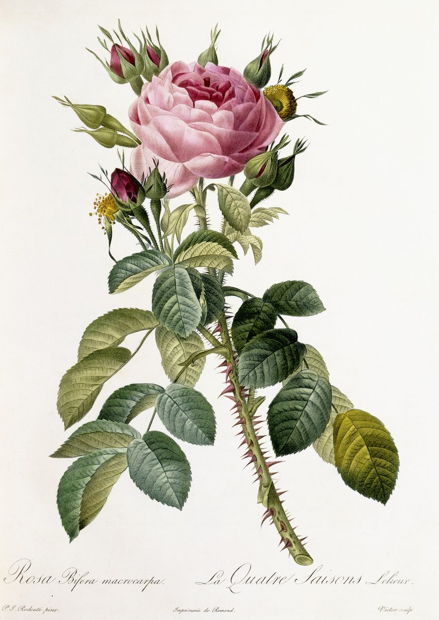 Rosa Bifera macrocarpa, 1817-1824 - Pierre Joseph Redouté