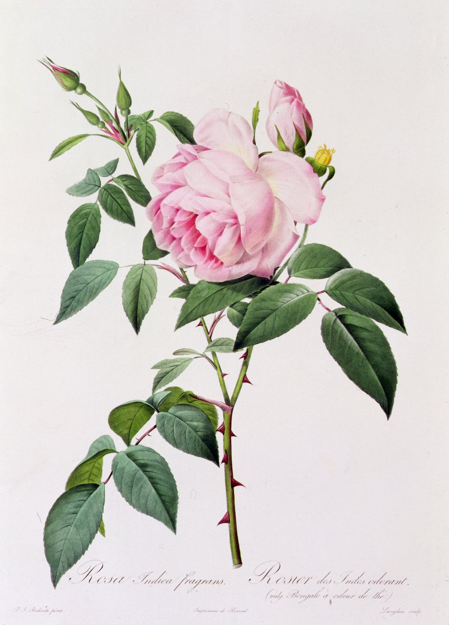 Rosa Indica Fragans - Pierre Joseph Redouté