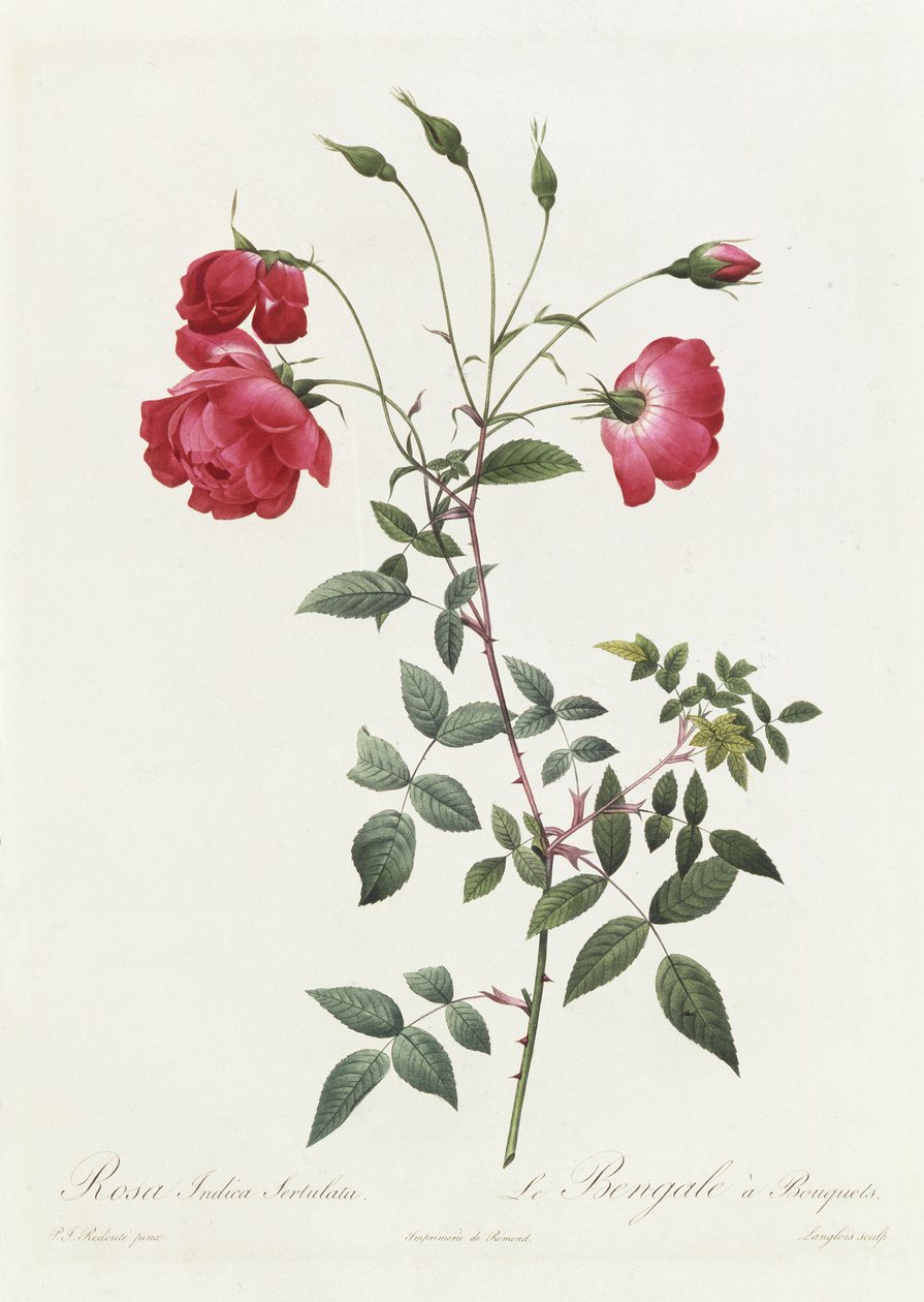 Rosa Indica Sertulata - Pierre Joseph Redouté