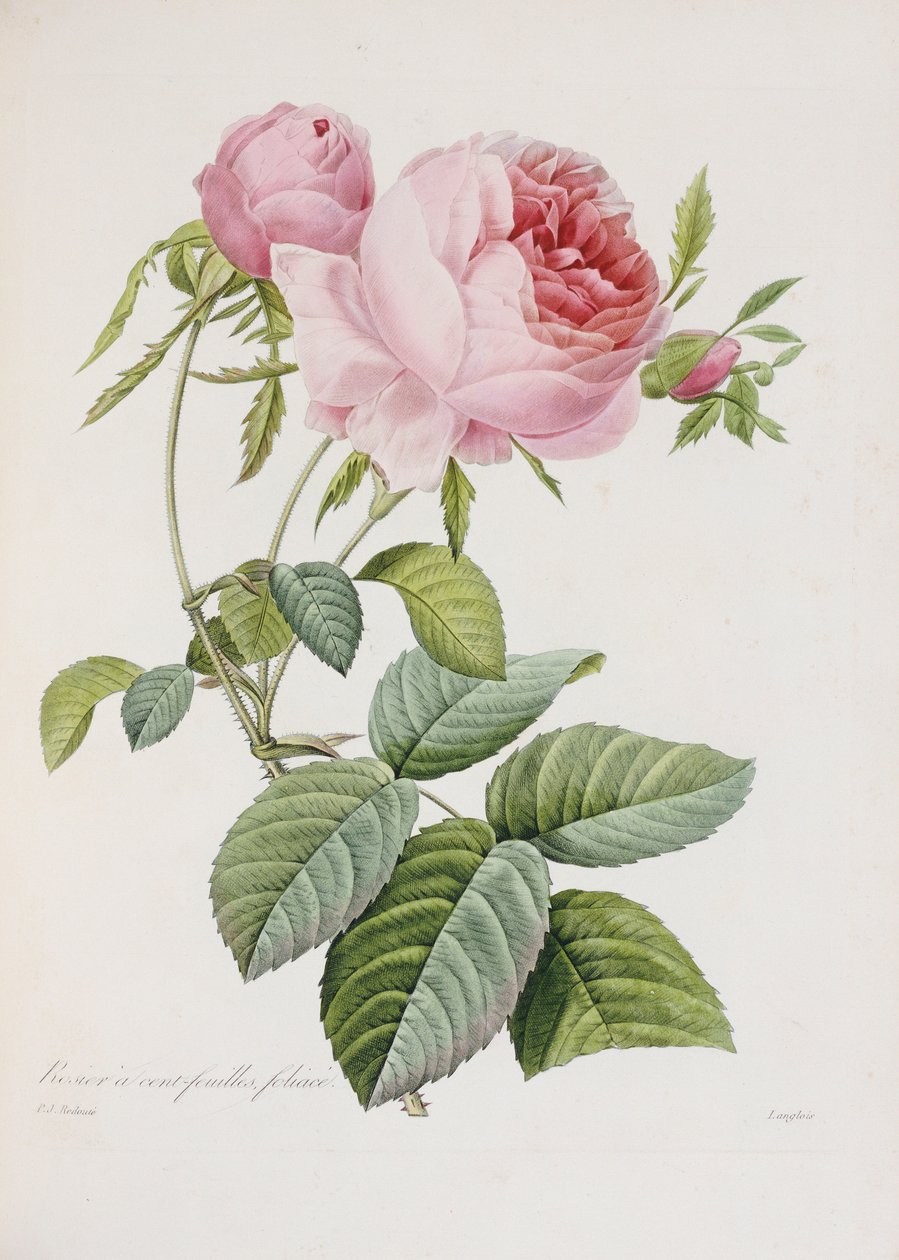 Rose, gravée par Eustache Hyacinthe Langlois - Pierre Joseph Redouté