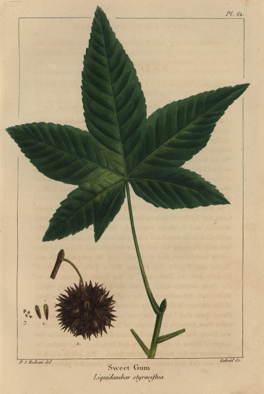 Arbre à gomme douce, Liquidambar styraciflua - Pierre Joseph Redouté