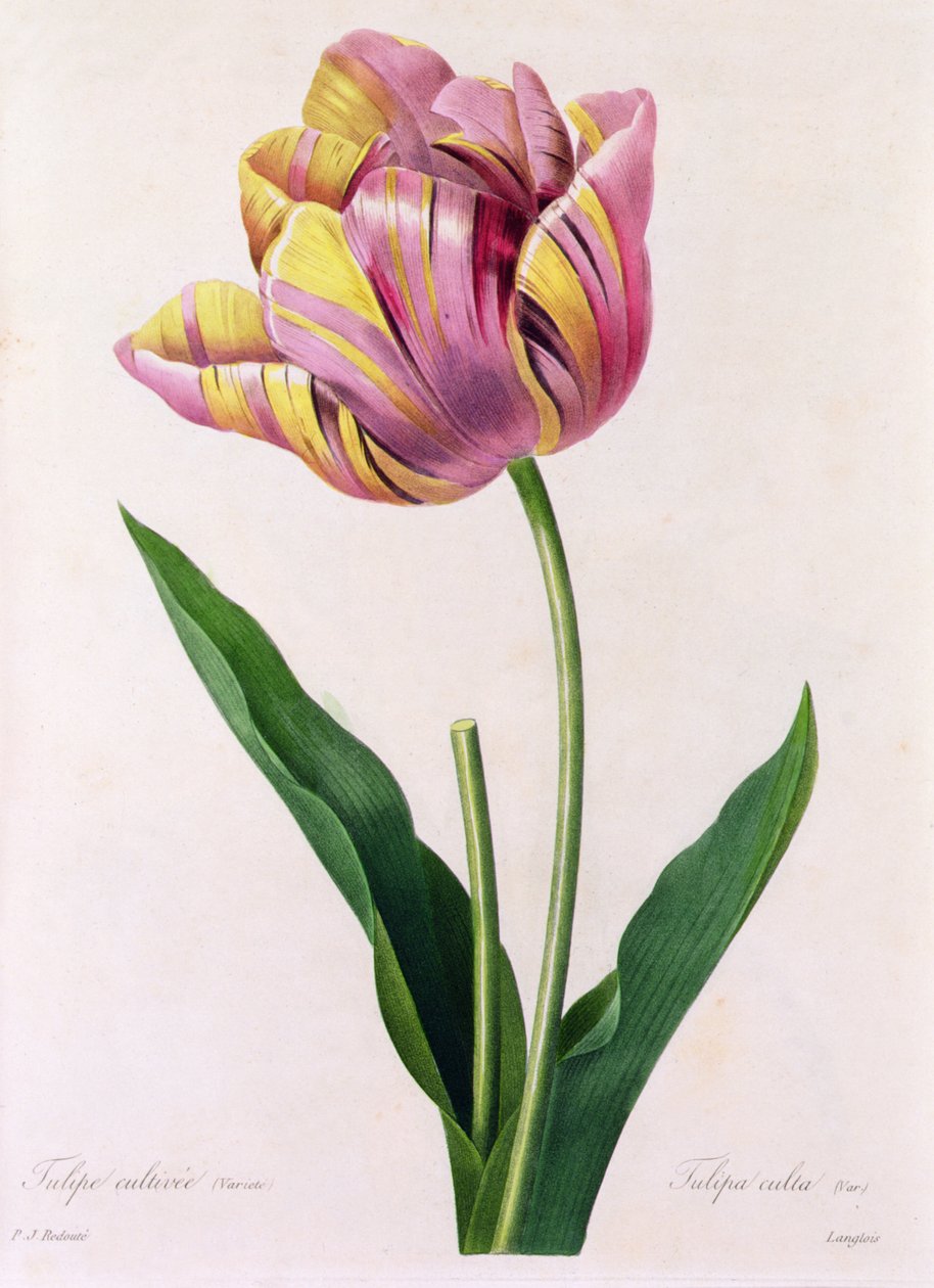 Tulipa Culta - Pierre Joseph Redouté