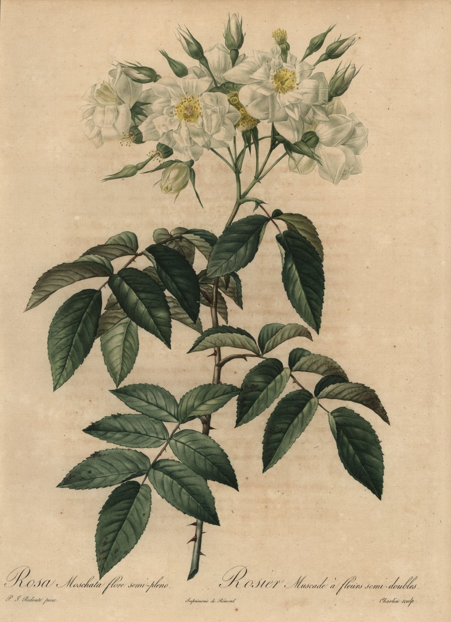 Rose musquée blanche, Rosa moschata - Pierre Joseph Redouté