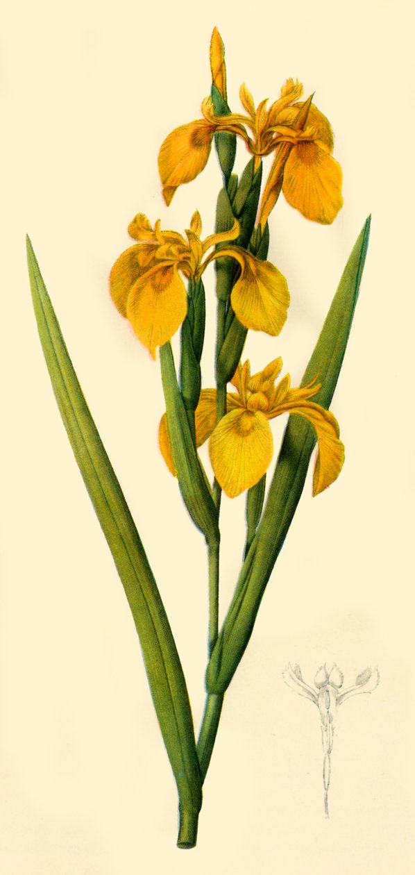 Drapeau jaune, 1808, 1944 - Pierre Joseph Redouté