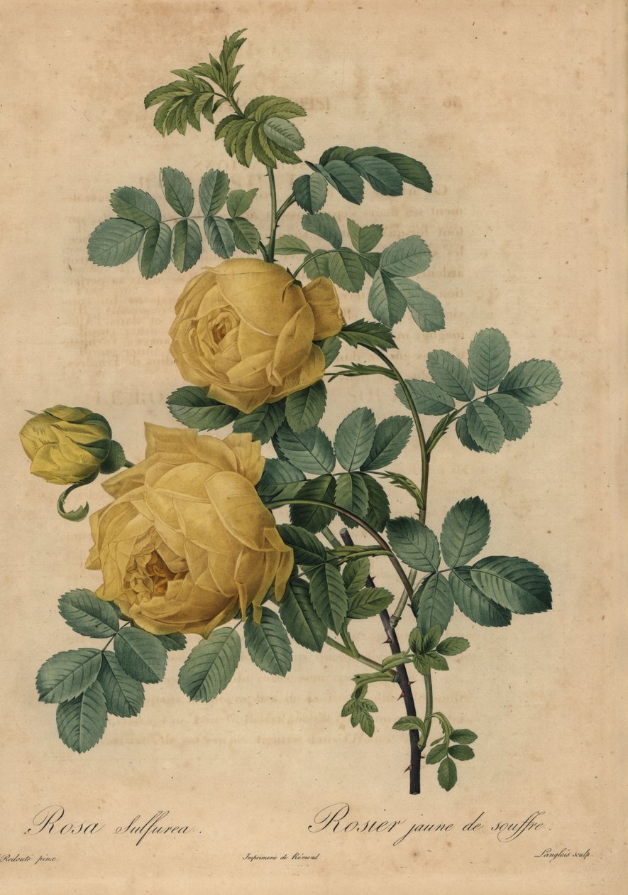 Rose soufre jaune, Rosa hemisphaerica - Pierre Joseph Redouté