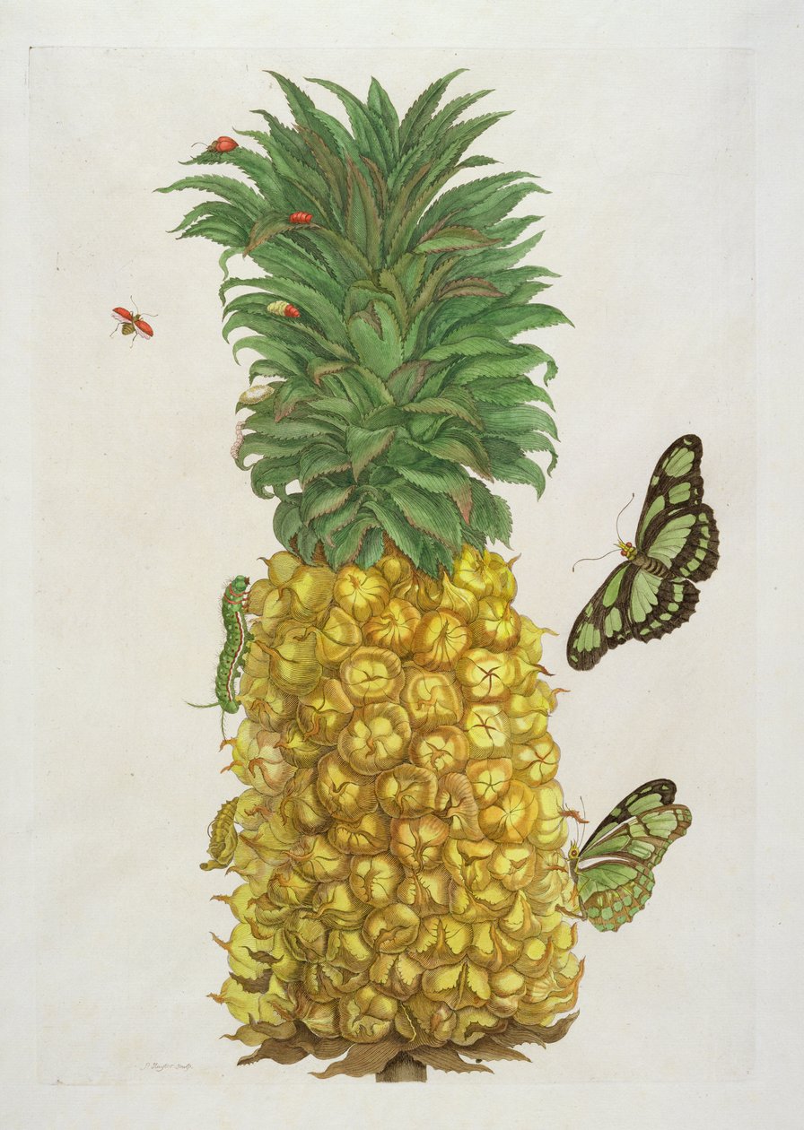 Ananas avec chenille et papillons - Pieter Sluiter or Sluyter