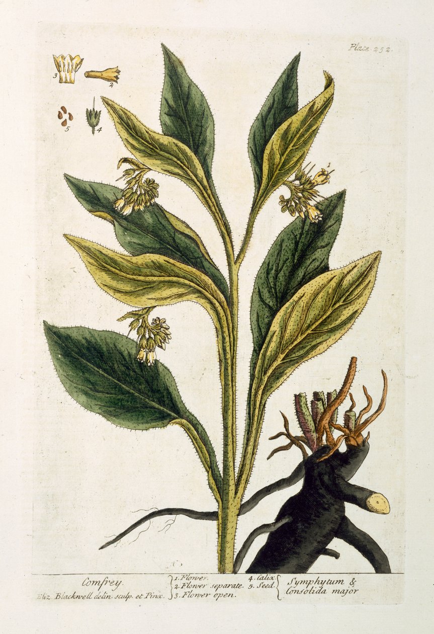 Piment rouge - Pieter Sluiter or Sluyter