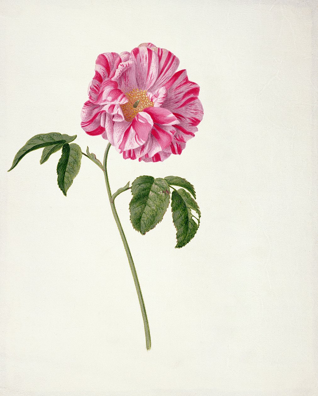 Rosa gallica versicolour (Rosa mundi) - Pieter Withoos