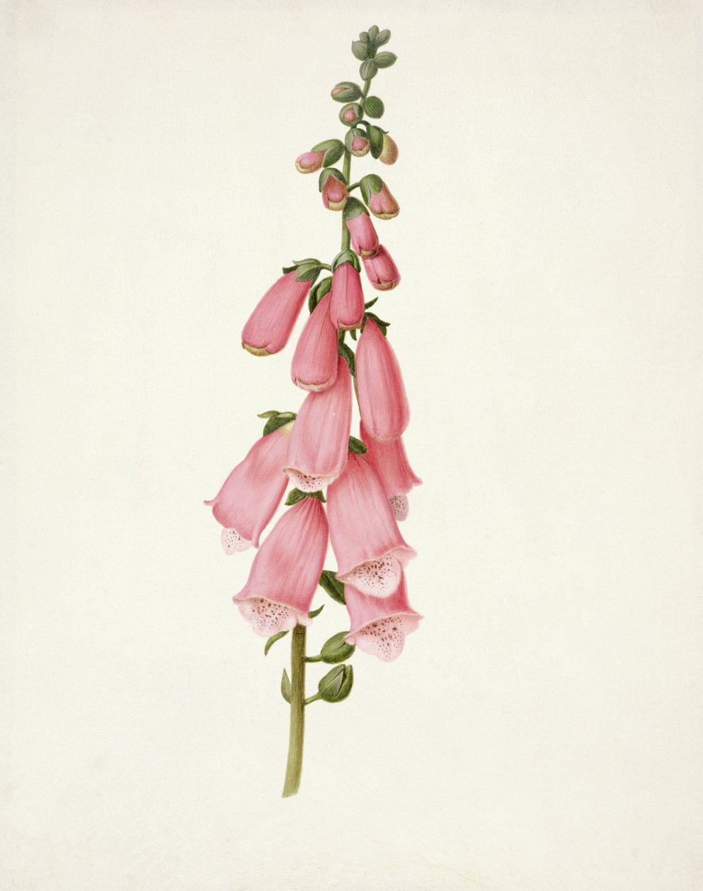 PD.101-1973f.50 Digitale (Digitalis purpura) - Pieter Withoos