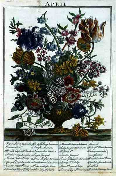 Avril, de The Flower Garden Displayed par Robert Furber, gravé par James Smith, publié en 1732 - Pieter after Casteels