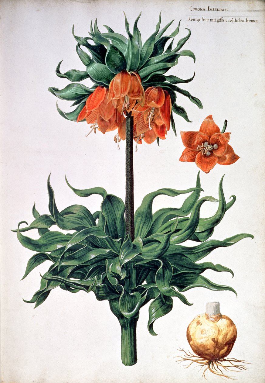 Fritillaria imperialis, c.1630 - Pieter van Kouwenhoorn