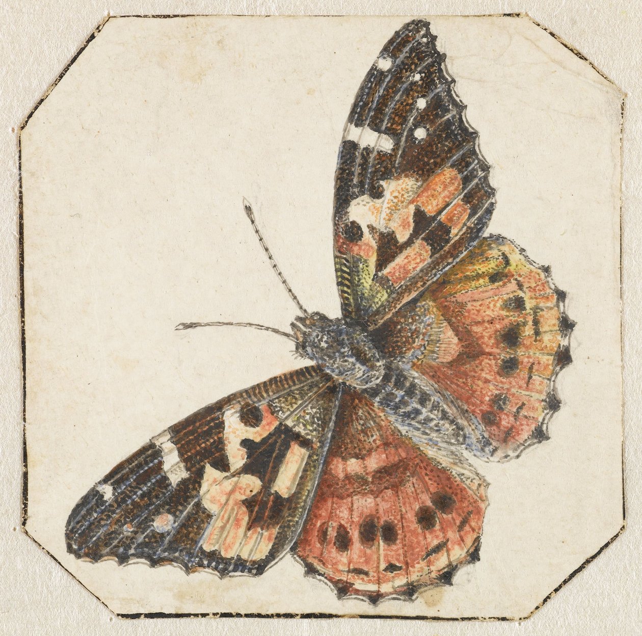 Vanesse du chardon (Vanessa cardui) - Pieter Barbiers (possibly)