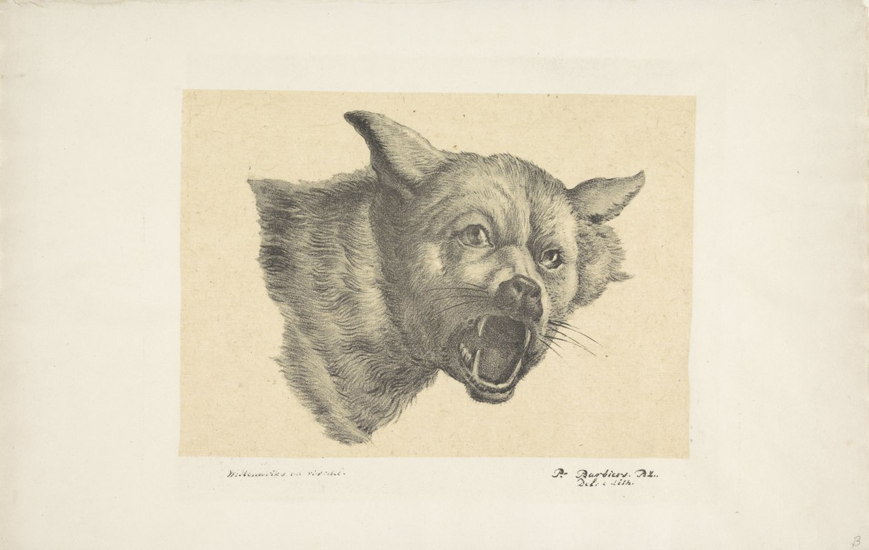 Tête de loup ou de chien - Pieter Bartholomeusz. Barbiers