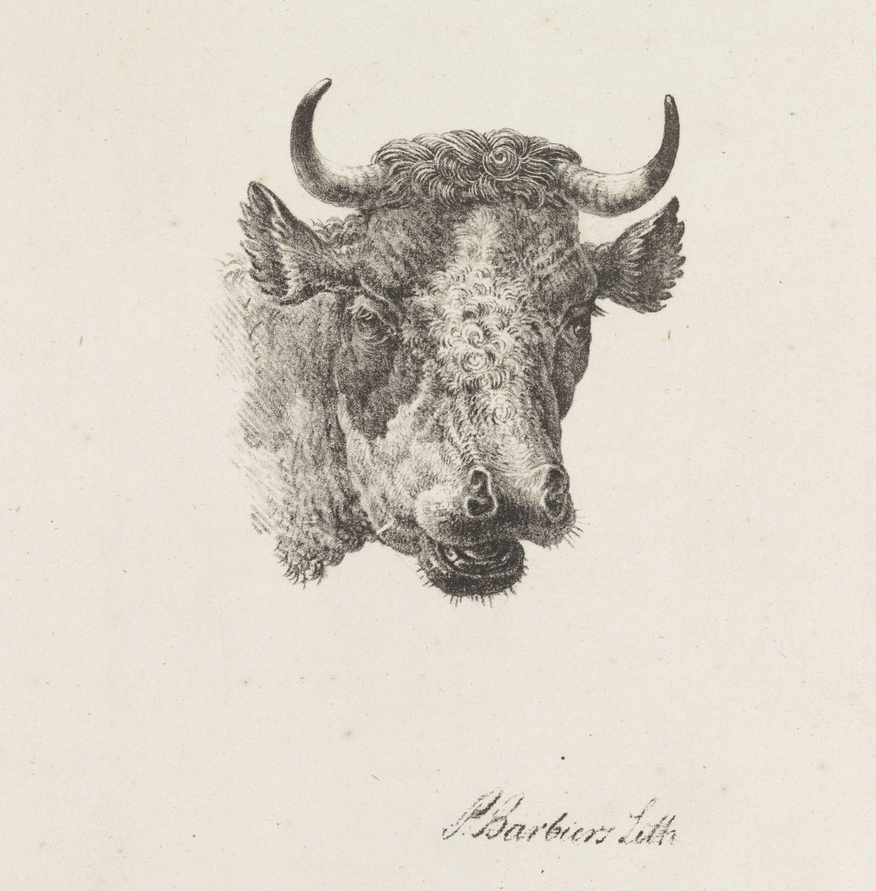 Tête de taureau - Pieter Bartholomeusz. Barbiers