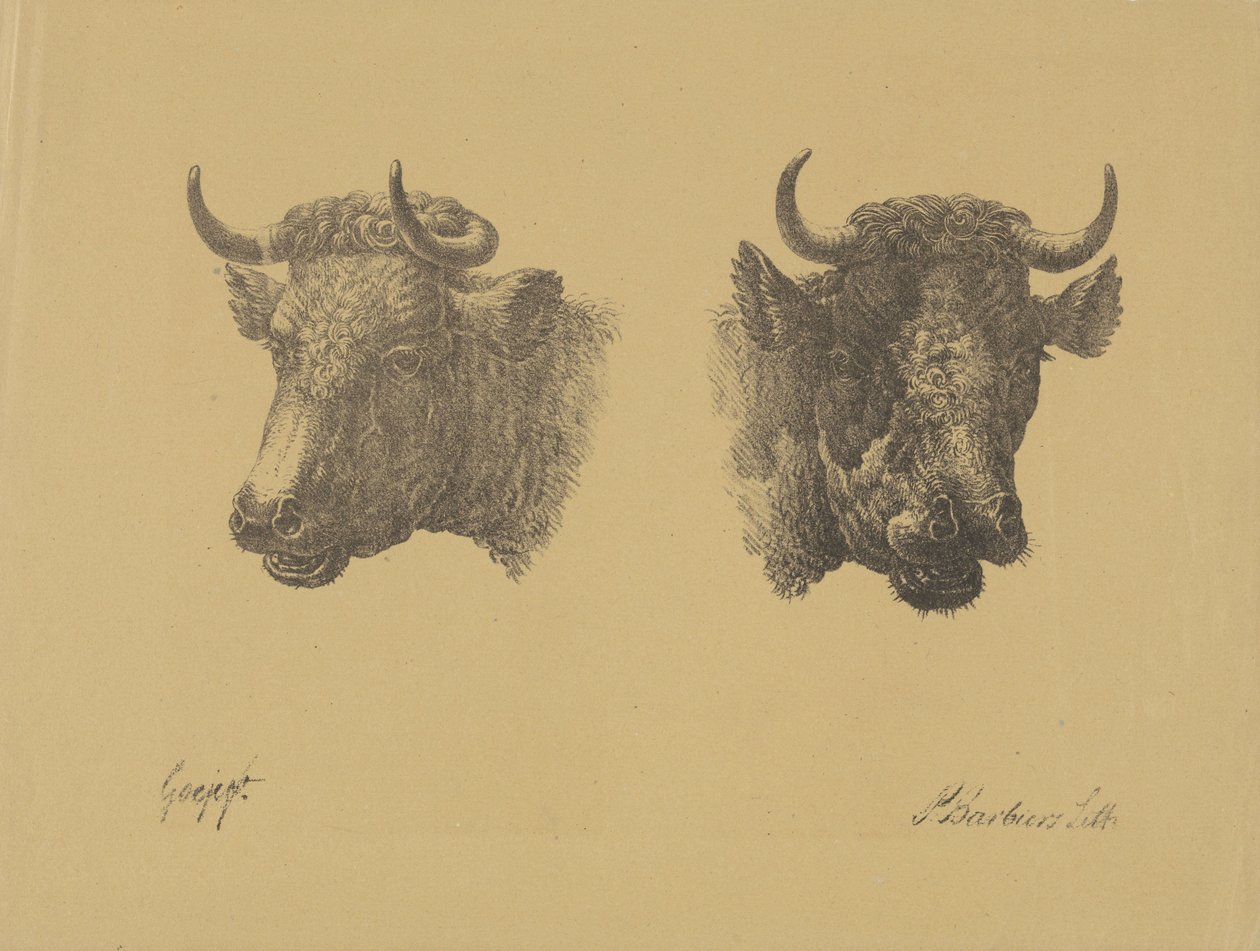Deux têtes de taureaux - Pieter Bartholomeusz. Barbiers
