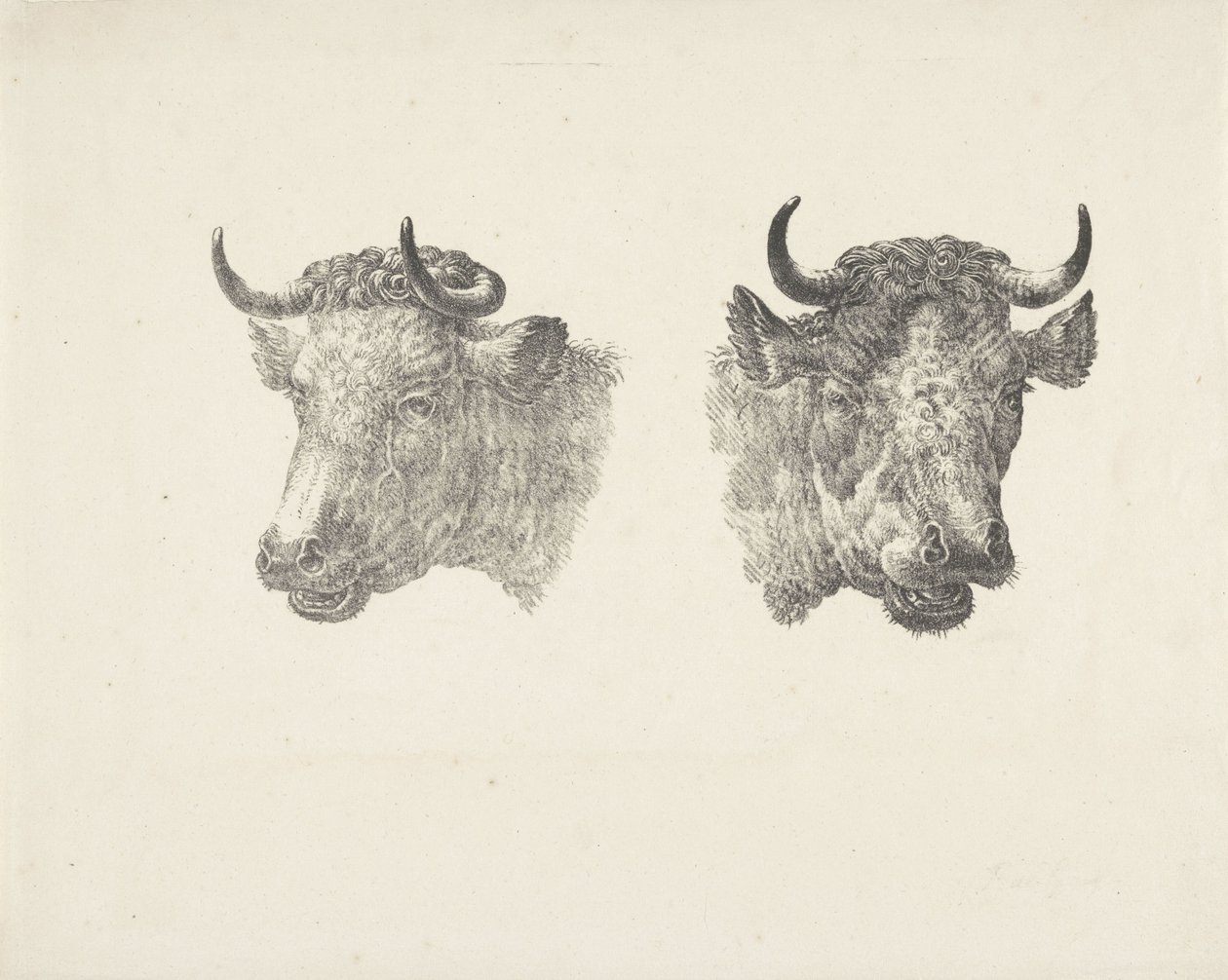 Deux têtes de taureaux - Pieter Bartholomeusz. Barbiers