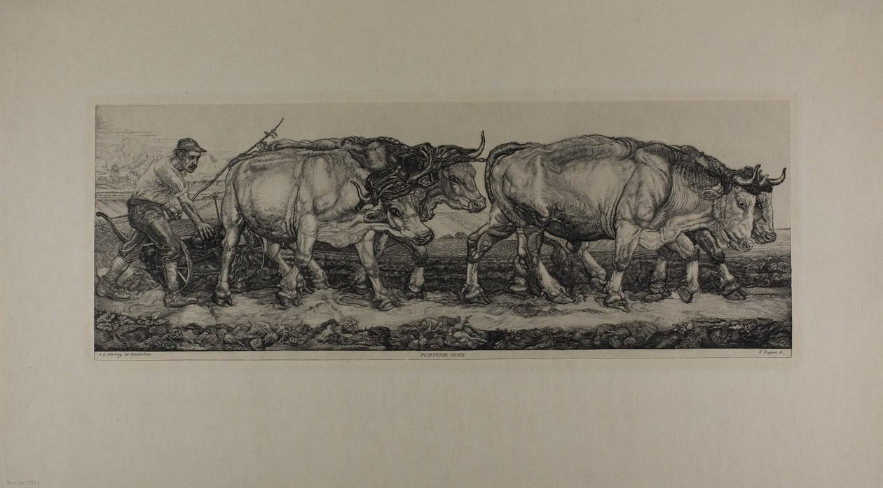 Bœufs de labour - Pieter Dupont