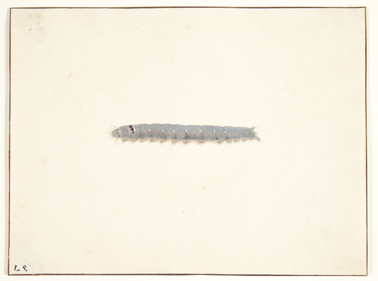 Chenille de papillon de nuit - Pieter Holsteijn