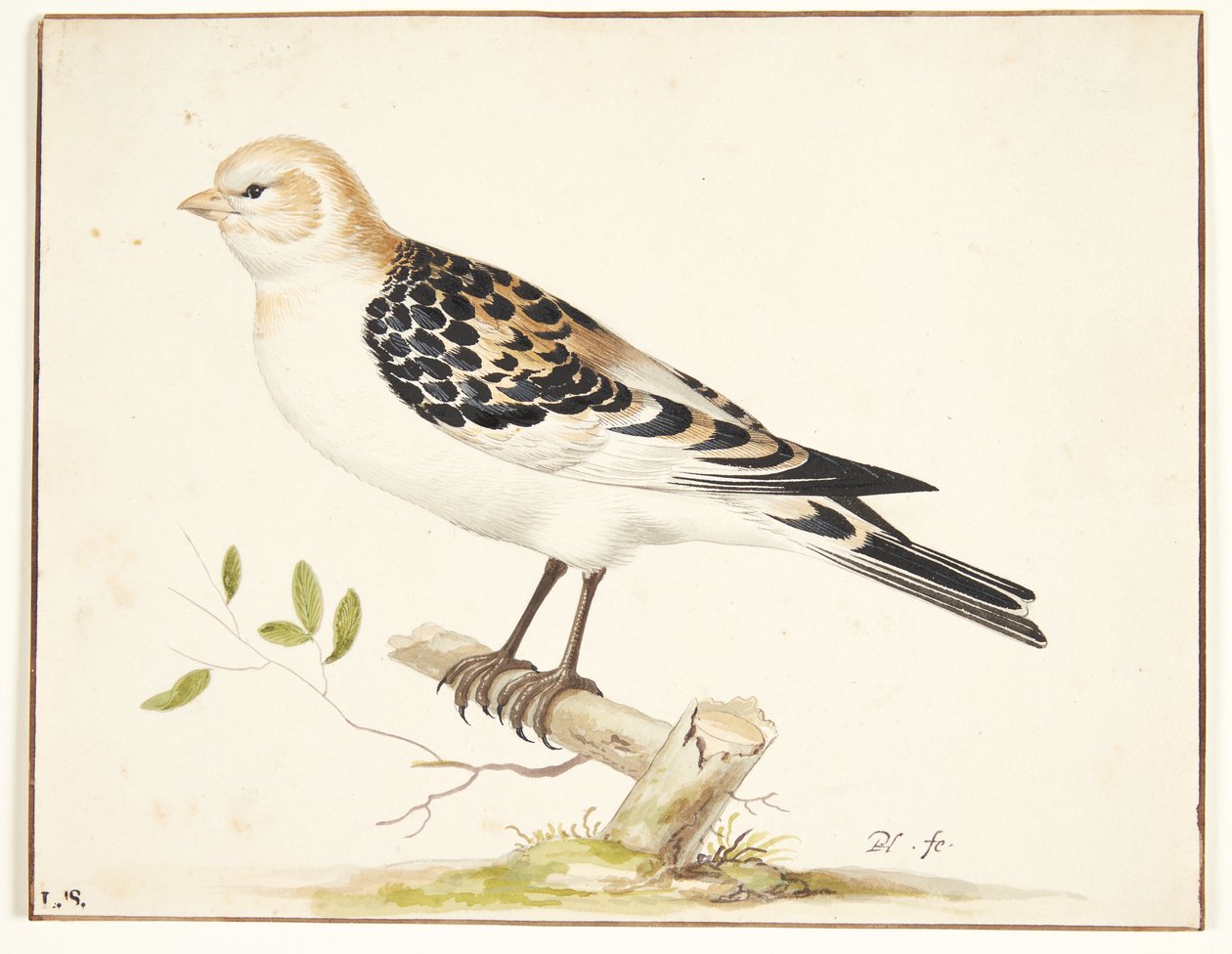 Un bruant des neiges (plectrophenax nivalis) - Pieter Holsteijn