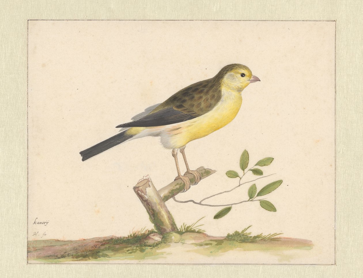 Canari sauvage - Pieter Holsteyn (I)