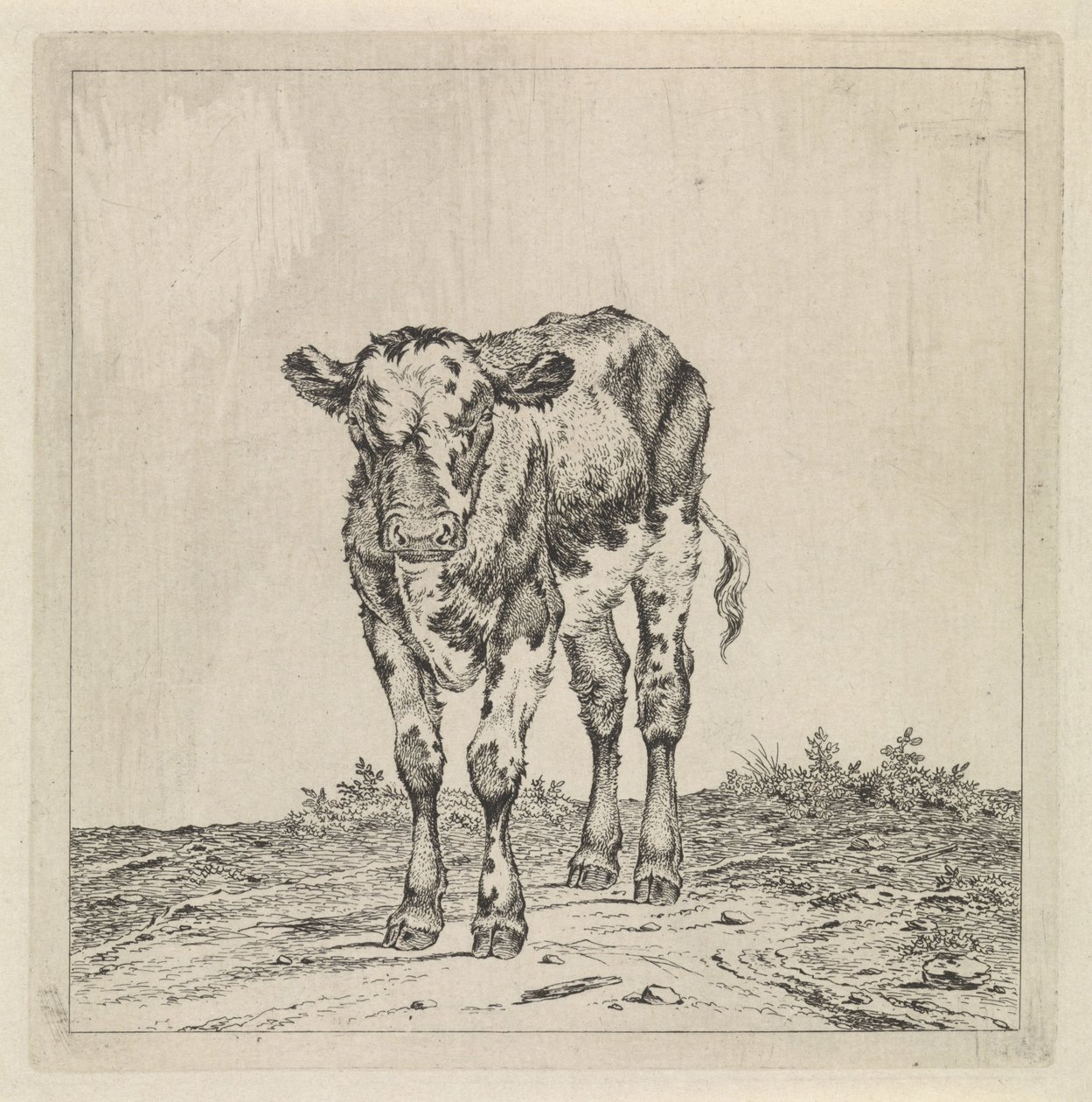 Paysage avec veau - Pieter Janson