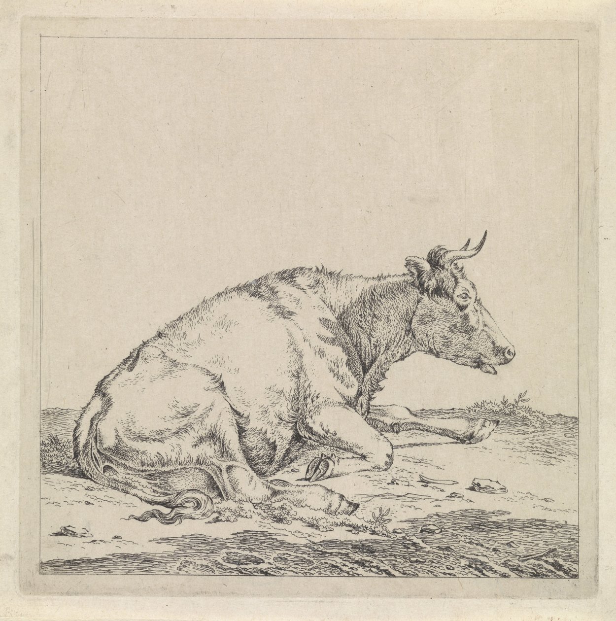 Vache couchée, vers la droite - Pieter Janson