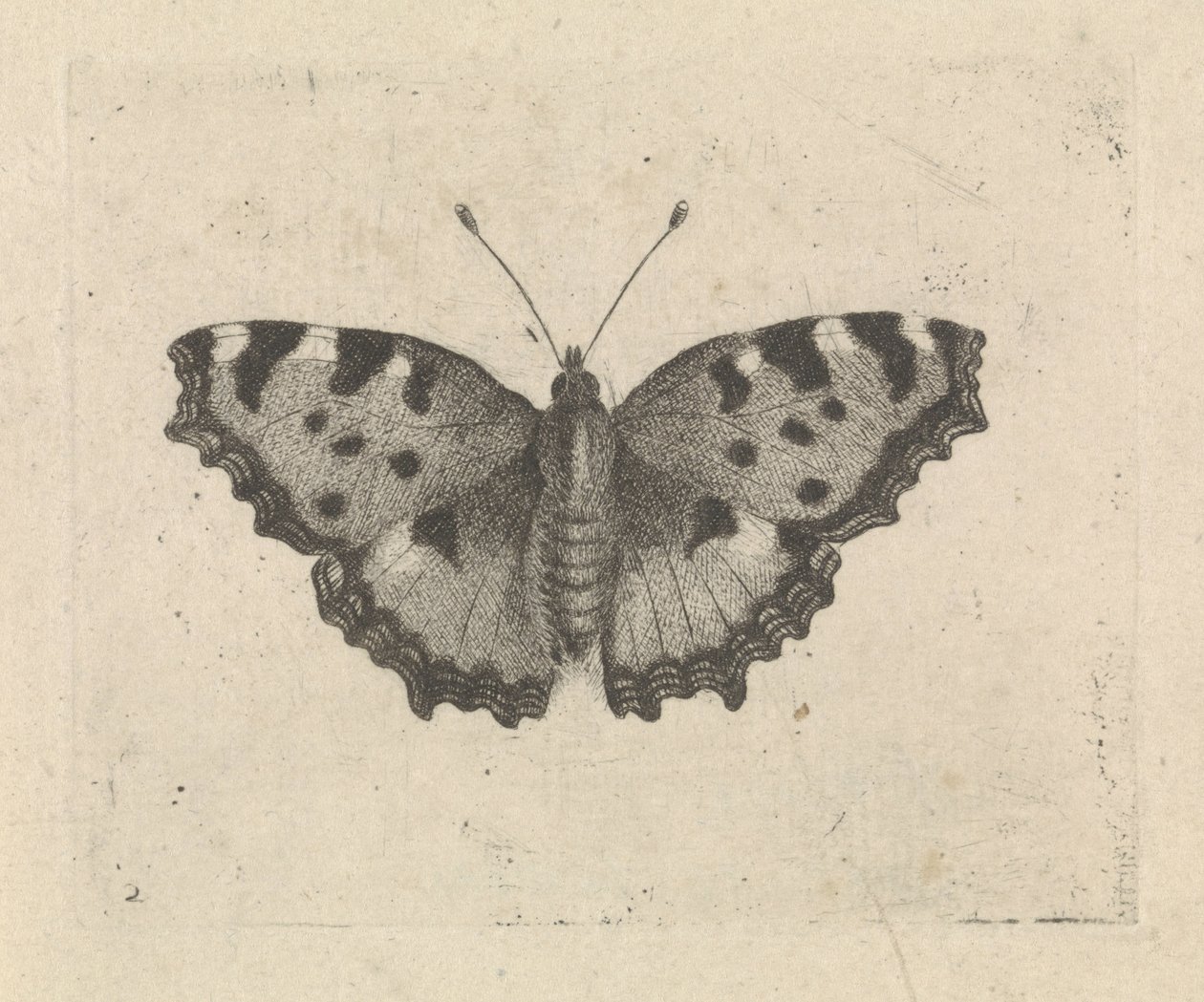 Papillon - Pieter Lyonet