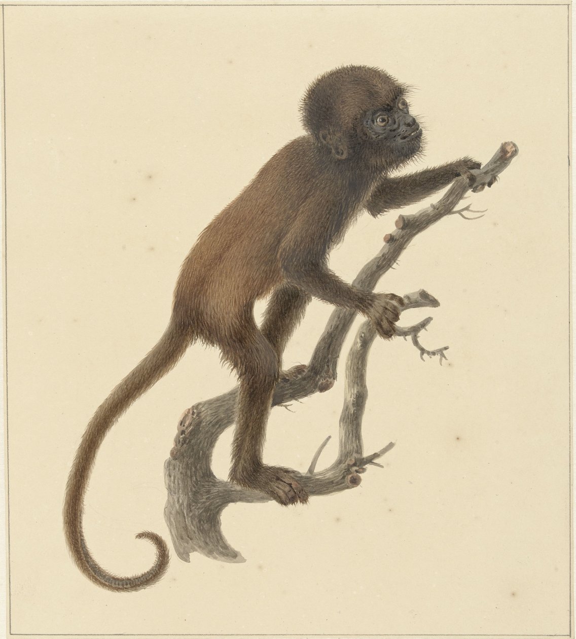 Petit singe - Pieter Pietersz. Barbiers