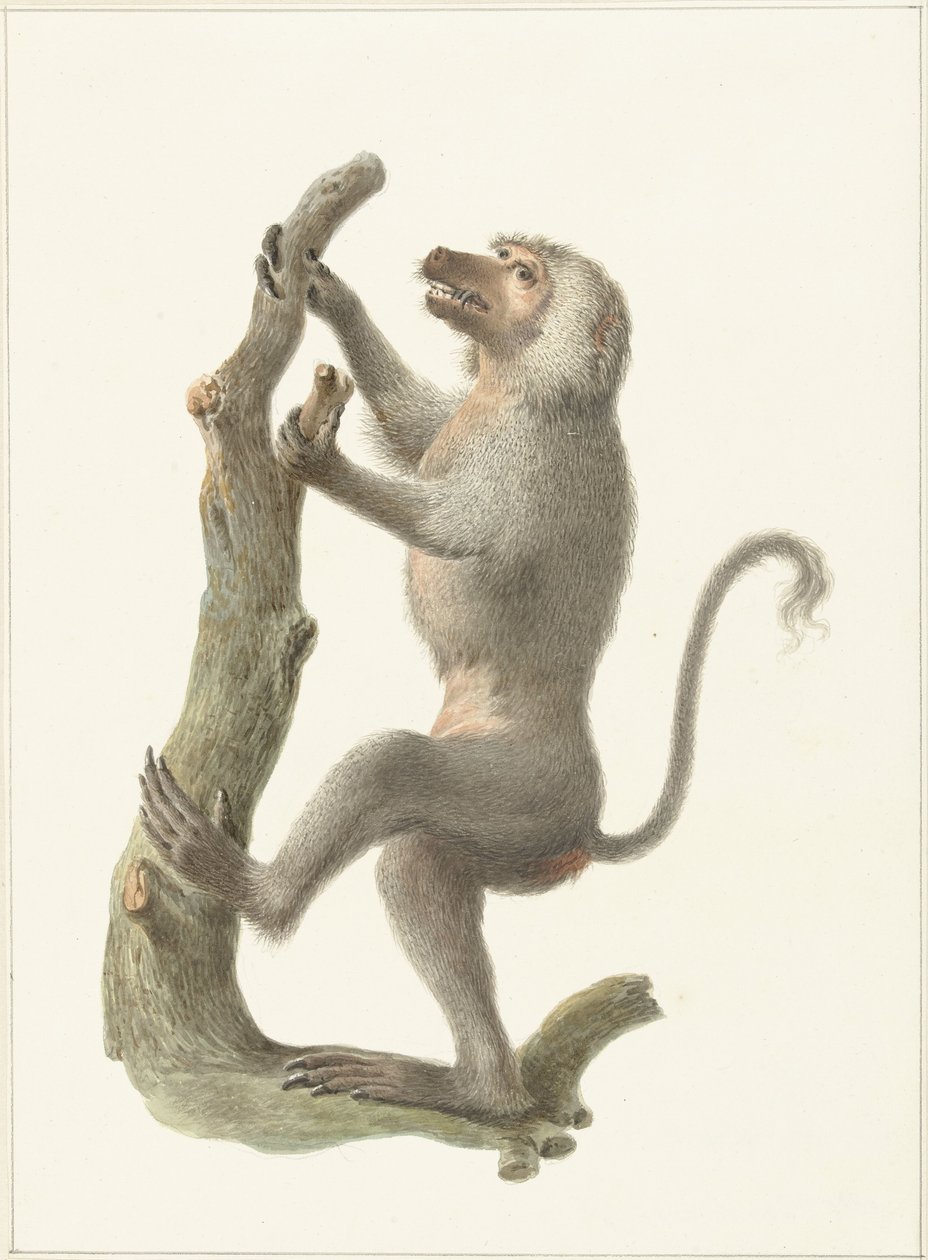 Babouin à manteau - Pieter Pietersz. Barbiers