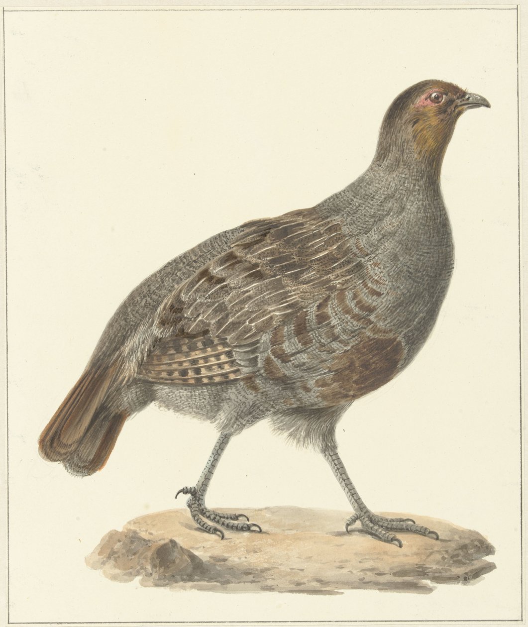 Perdrix - Pieter Pietersz. Barbiers