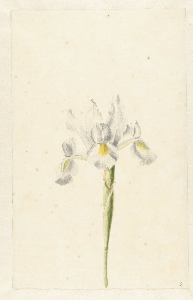 Iris blanc (Iris albicans) - Pieter Withoos (circle of)