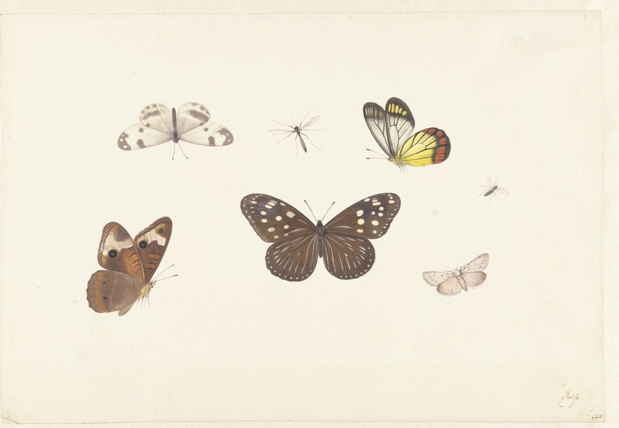 Feuille avec cinq papillons et deux mouches - Pieter Withoos