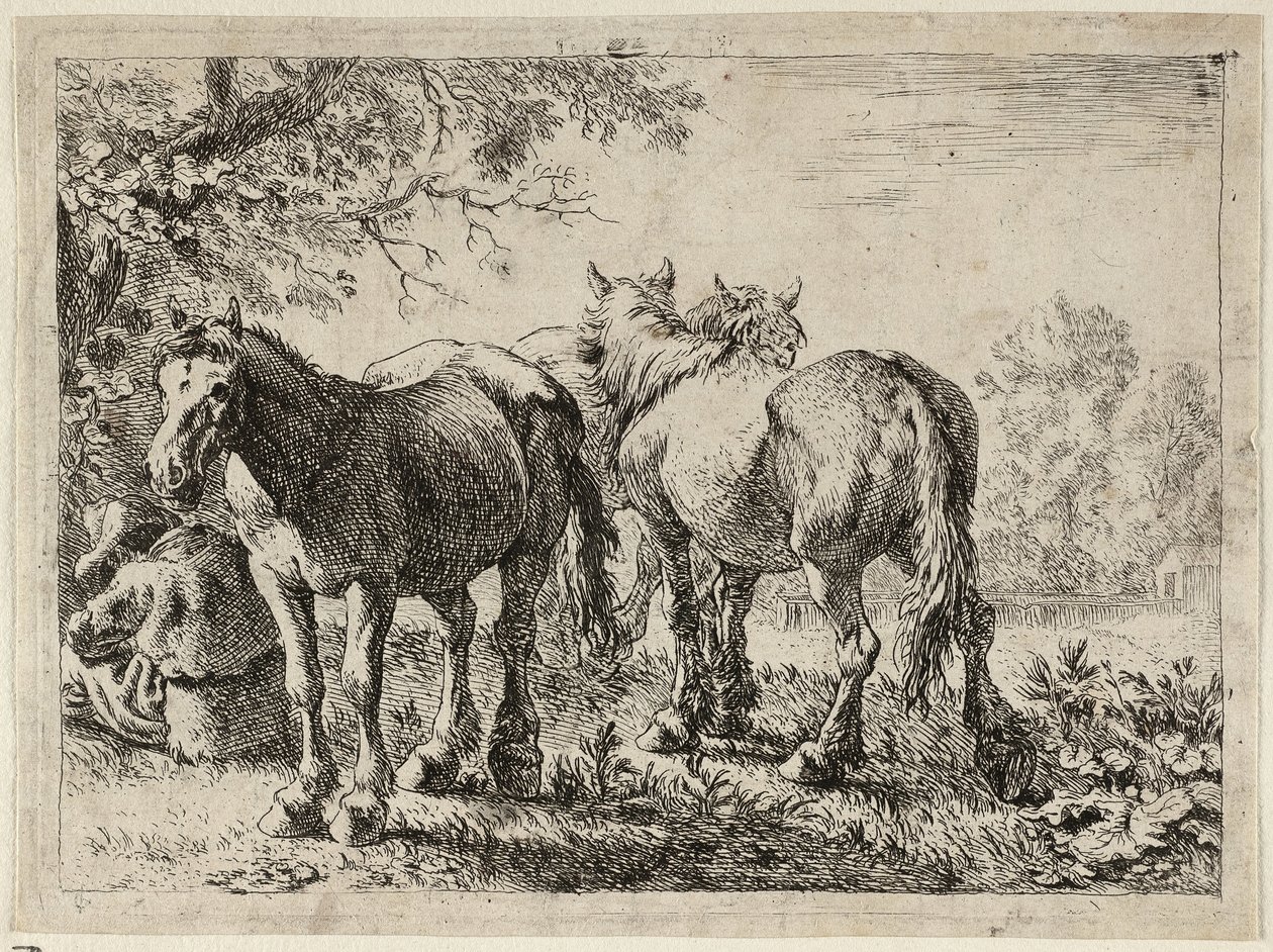 Trois chevaux dans un champ - Pieter van Laer