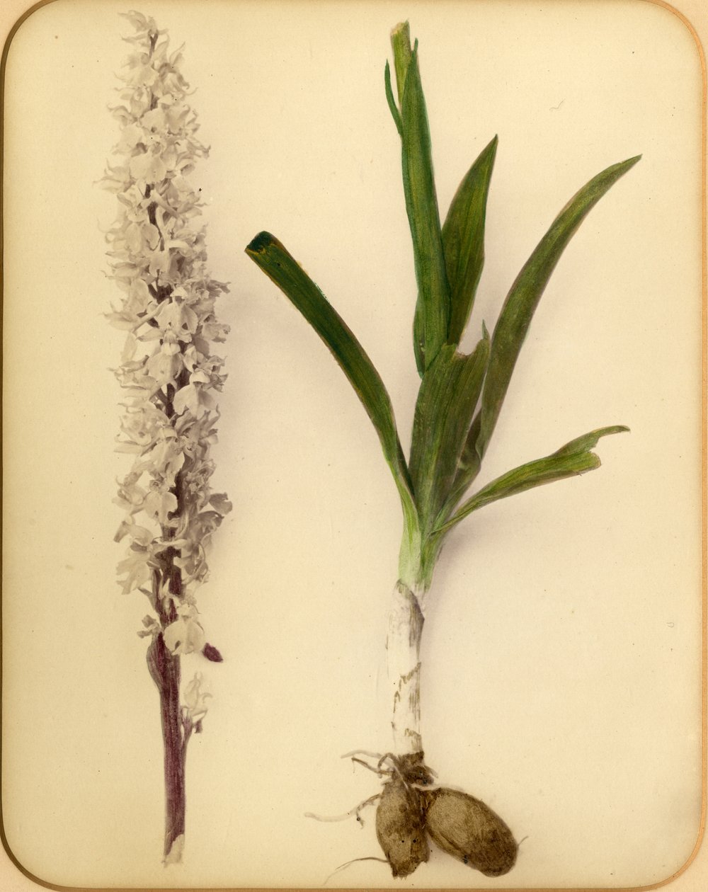 Fleur et bulbe, années 1870 - Pietro Guidi