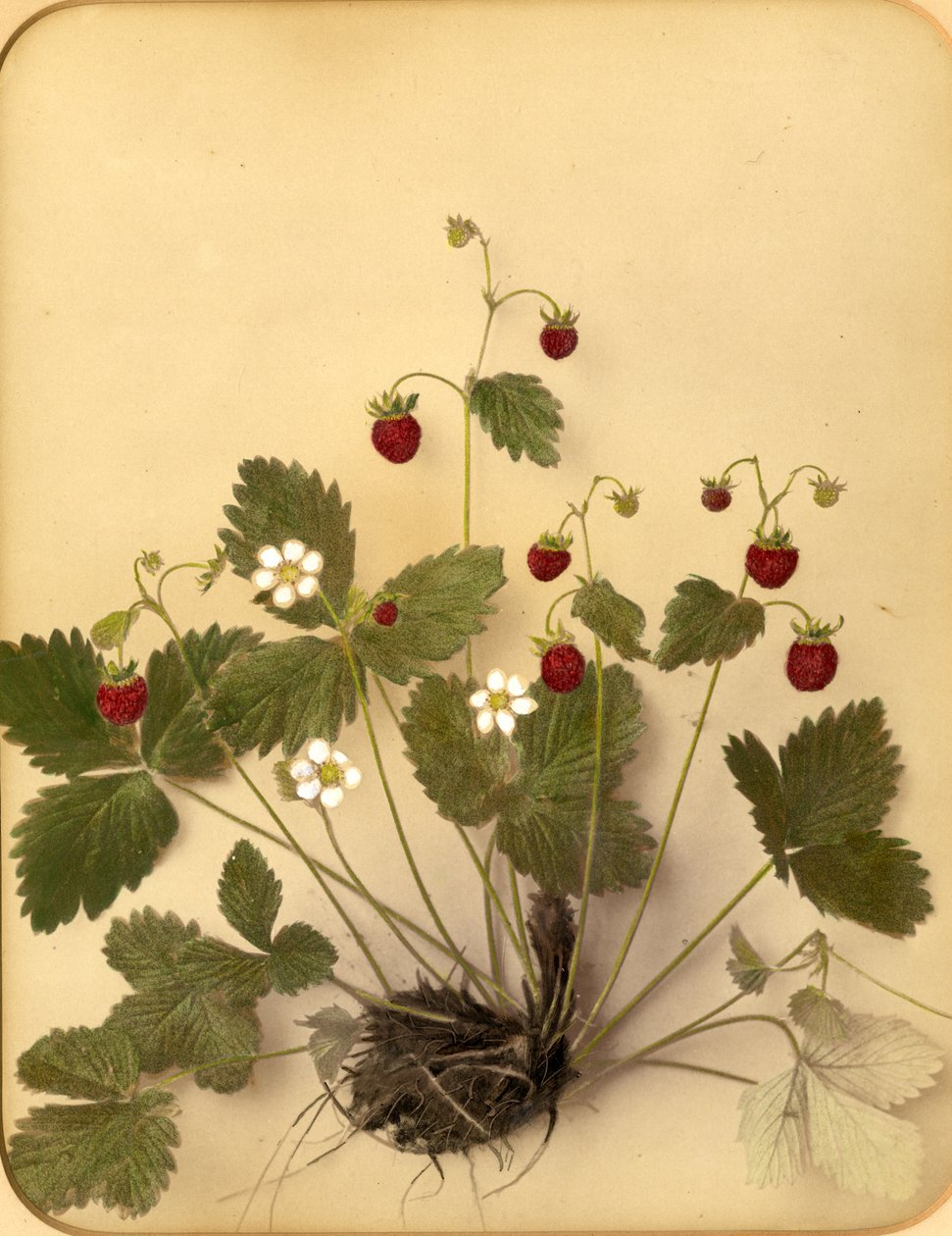 Fleurs de fraise des bois, 1870s - Pietro Guidi