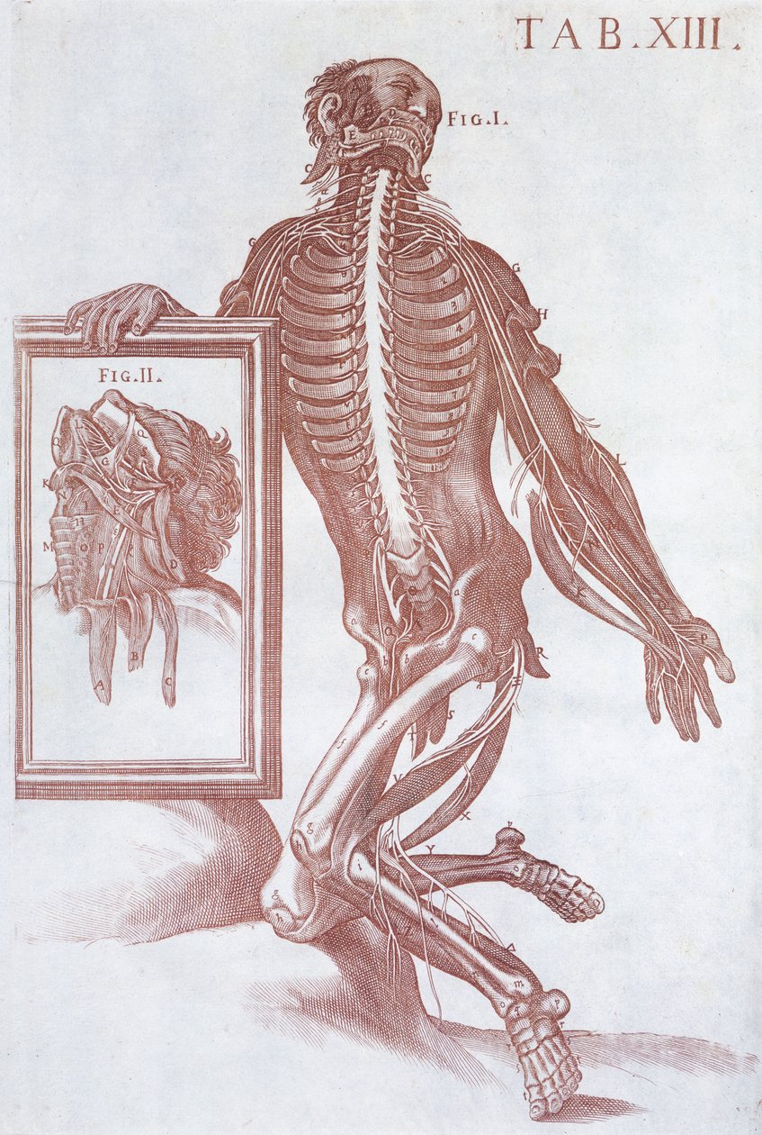 Figure anatomique, de 